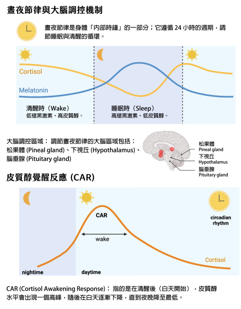 晝夜節律與大腦調控機制與皮質醇覺醒反應 (CAR)