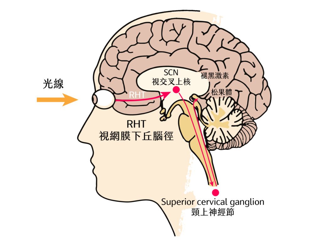 晝夜節律系統光輸入神經路徑示意圖。視網膜神經節細胞將光訊號經由視網膜下丘腦束 (RHT) 傳遞至視交叉上核 (SCN)。SCN 透過頸上神經節調節松果體在夜間褪黑激素的分泌時間。夜晚暴露於強光會抑制褪黑激素的產生。