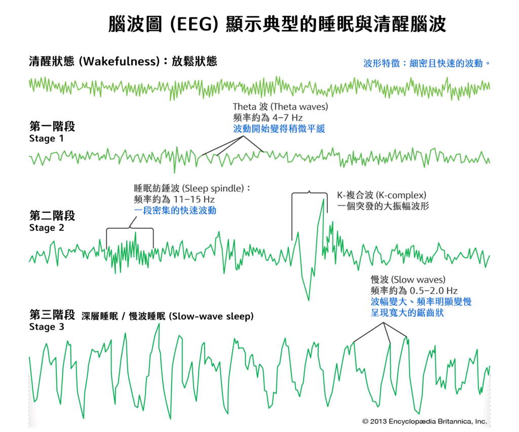 在睡眠醫學中，典型的睡眠階段通常包含 NREM（分成三到四個階段） 以及 REM（快速動眼期）。這張圖專注於從清醒進入到 NREM 深層睡眠的生理特徵變化：腦波頻率由快變慢、振幅由小變大的 NREM 演進過程。